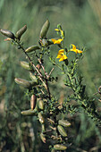 Englischer Ginster(Genista Anglica) Blumen- und Samenkapseln, Tuddenham Fen, Suffolk, England