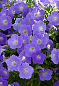 Großblumige Petunie (Petunia grandiflora) 'ColorRush Sky Blue'