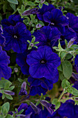 Großblumige Petunie (Petunia grandiflora) 'ColorRush Blue'