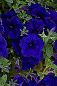 Petunia grandiflora ColorRush Blue