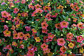 Kleinblütige Petunie (Calibrachoa parviflora) 'Cabaret Special Apricot'