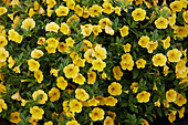 Kleinblütige Petunie (Calibrachoa parviflora) 'Cabaret Early Bright Yellow'
