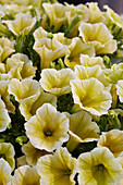 Großblumige Petunie (Petunia grandiflora) 'GO!Tunia Yellow'