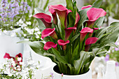 Calla (Zantedeschia) 'Fantasia'