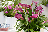 Zantedeschia Purple Symphony