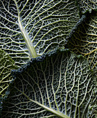 Savoy cabbage leaves (full picture, Close Up)
