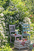Strawberries and drinks on wooden chair and wooden box in the garden in front of flowering polyantharose