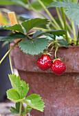 Strawberry plant in clay pot