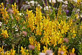 Genista tinctoria