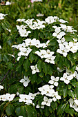 Chinesischer Blumenhartriegel (Cornus kousa var. chinensis)