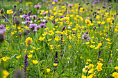 Beet mit gemischten Sommerblumen