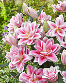 Gefüllte Lilie (Lilium) 'Roselily Mikaela'