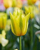 Tulpe (Tulipa) 'Green Mile'