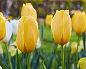 Tulpe (Tulipa) 'Big Smile'