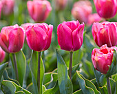 Tulpe (Tulipa) 'Carola'