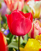 Tulpe (Tulipa) 'Spryng'