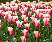 Tulipa Sanne