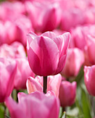 Tulipa Pink Twist