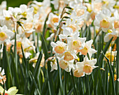 Narzisse (Narcissus) 'Prosecco'