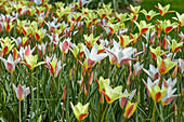 Tulpe (Tulipa) 'Lady Jane', ' Tinka'