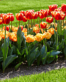 Tulpe (Tulipa) 'Spirit', ' Lorenzo'