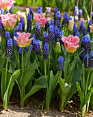 Muscari latifolium, Tulipa