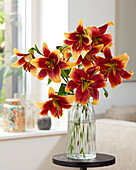 Lilie (Lilium) 'Red Morning'