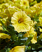 Großblumige Petunie (Petunia grandiflora) 'GO!Tunia® Hello Yellow'