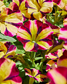 Großblumige Petunie (Petunia grandiflora) 'Amore® Fiesta'