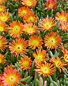 Mittagsblume (Delosperma)'Delmara Orange'