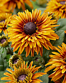 Sonnenhut (Rudbeckia) 'Flamenco Bright Orange'