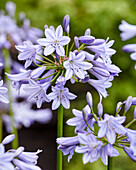 Schmucklilie (Agapanthus) 'Vallee d'Azur'