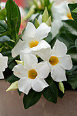 Mandevilla (Dipladenia) 'Rio® White Imp.'