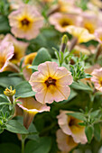Garten-Petunie (Petunia hybrida) 'Dekko Sorbet'