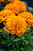 Niedrige Studentenblume (Tagetes patula nana) 'Aton Deep Orange'