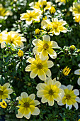 Goldmarie (Bidens ferulifolia) 'Dorado Lemoncello'