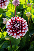 Dahlia LaBella® Grande Fun Red White