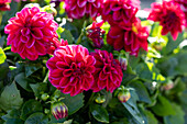 Dahlia Dahlietta Select Patty