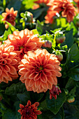 Dahlia Dahlietta Select Rachel