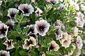 Petunie (Petunia) 'Tea Tiramisu'