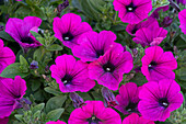 Petunie (Petunia) 'Opera Supreme Purple Vein'