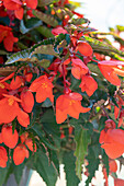 Begonie (Begonia) 'Waterfall® Encanto Orange'