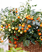 Tomate (Solanum lycopersicum) 'Avalanche Orange'