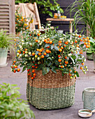 Tomate (Solanum lycopersicum) 'Avalanche Orange'