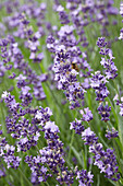 Echter Lavendel (Lavandula angustifolia) 'Contrast'