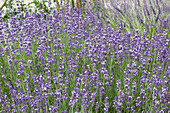 Echter Lavendel (Lavandula angustifolia) 'Contrast'