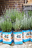 Lavender planted in olive tins