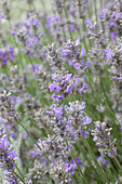 Echter Lavendel (Lavandula angustifolia) 'Grannys Bouquet'
