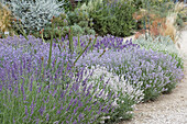 Echter Lavendel (Lavandula angustifolia) 'Beetbegrenzung'