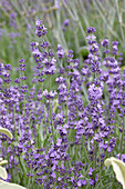 Echter Lavendel (Lavandula angustifolia) 'Bleue Velours Charles'